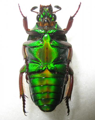 Réf. 256 808 : Tmesorrhina iris